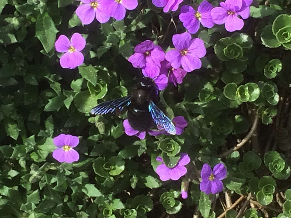 Imagem de Xylocopa violacea (Linnaeus 1758)