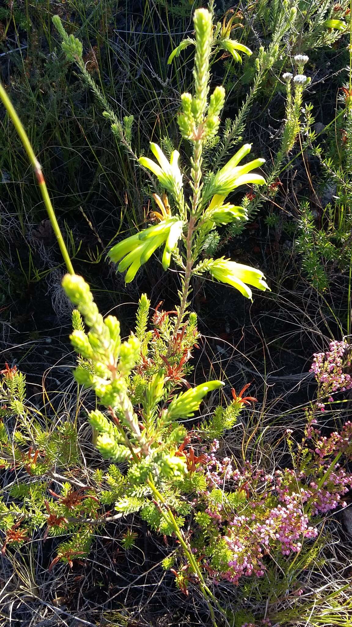 Image of Erica unicolor subsp. unicolor