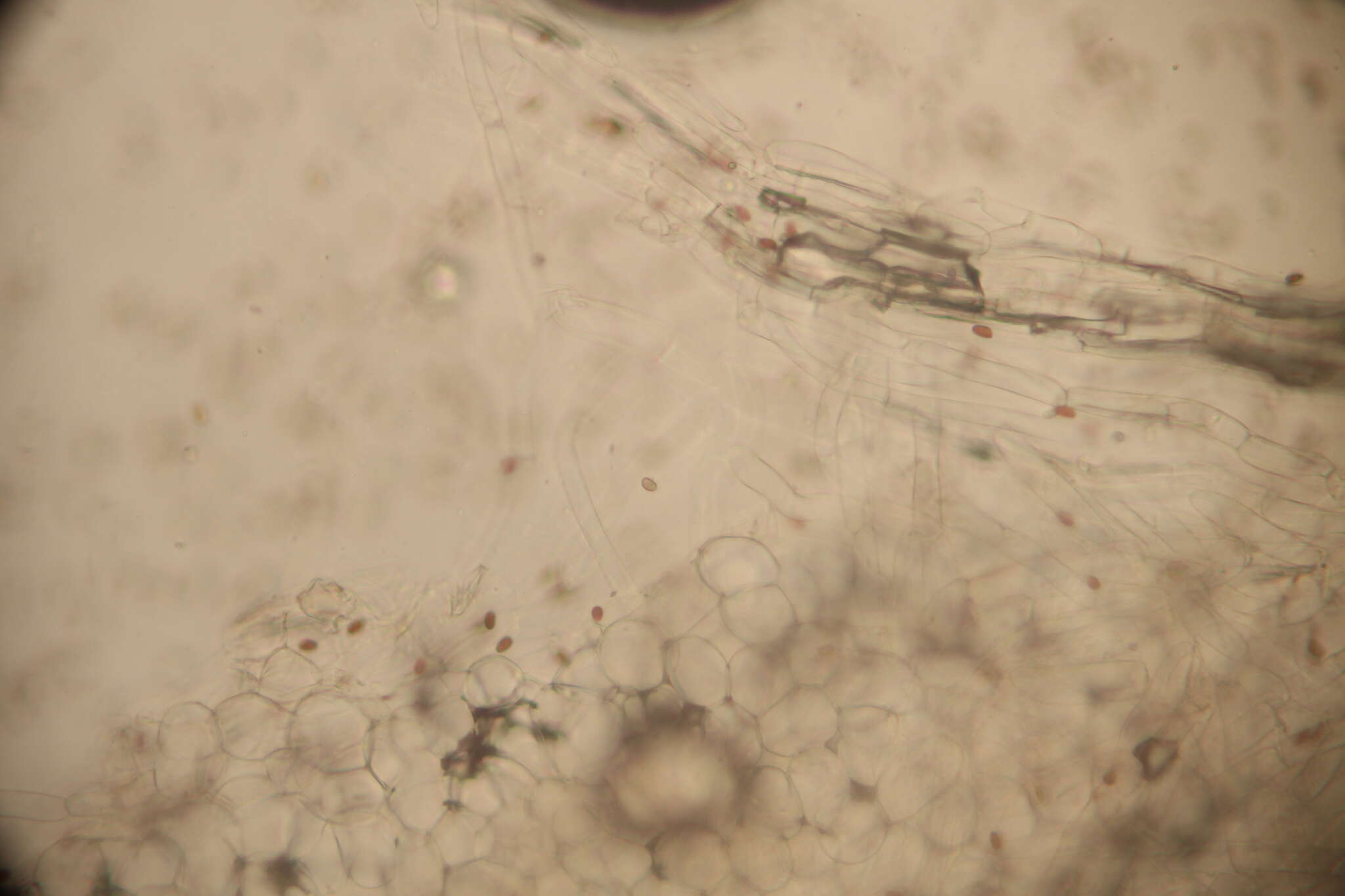 Image of Psathyrella mucrocystis A. H. Sm. 1972