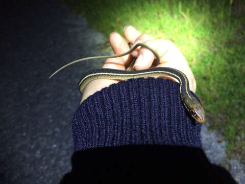 Image of Eastern Ribbon Snake