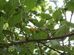 Celtis reticulata Boorsma 1907的圖片