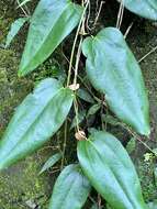 Image of Smilax ocreata A. DC.