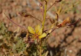 Plancia ëd Kersia foliosa var. lutea (Sond.) Roalson & J. C. Hall