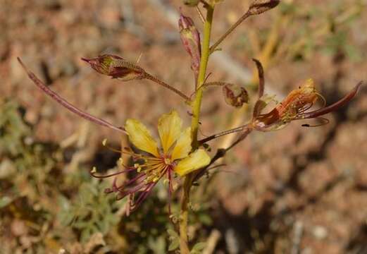 Image of Kersia foliosa (Hook. fil.) Roalson & J. C. Hall