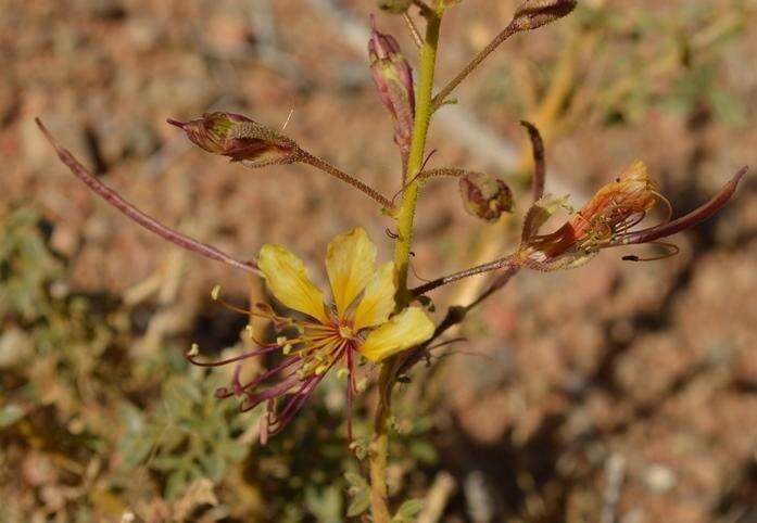 Image of Kersia foliosa var. lutea (Sond.) Roalson & J. C. Hall