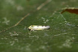 Image de Linnavuoriana (Linnavuoriana) sexmaculata (Hardy & J. 1850)