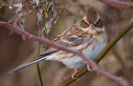 Image of Yellow-throated Bunting