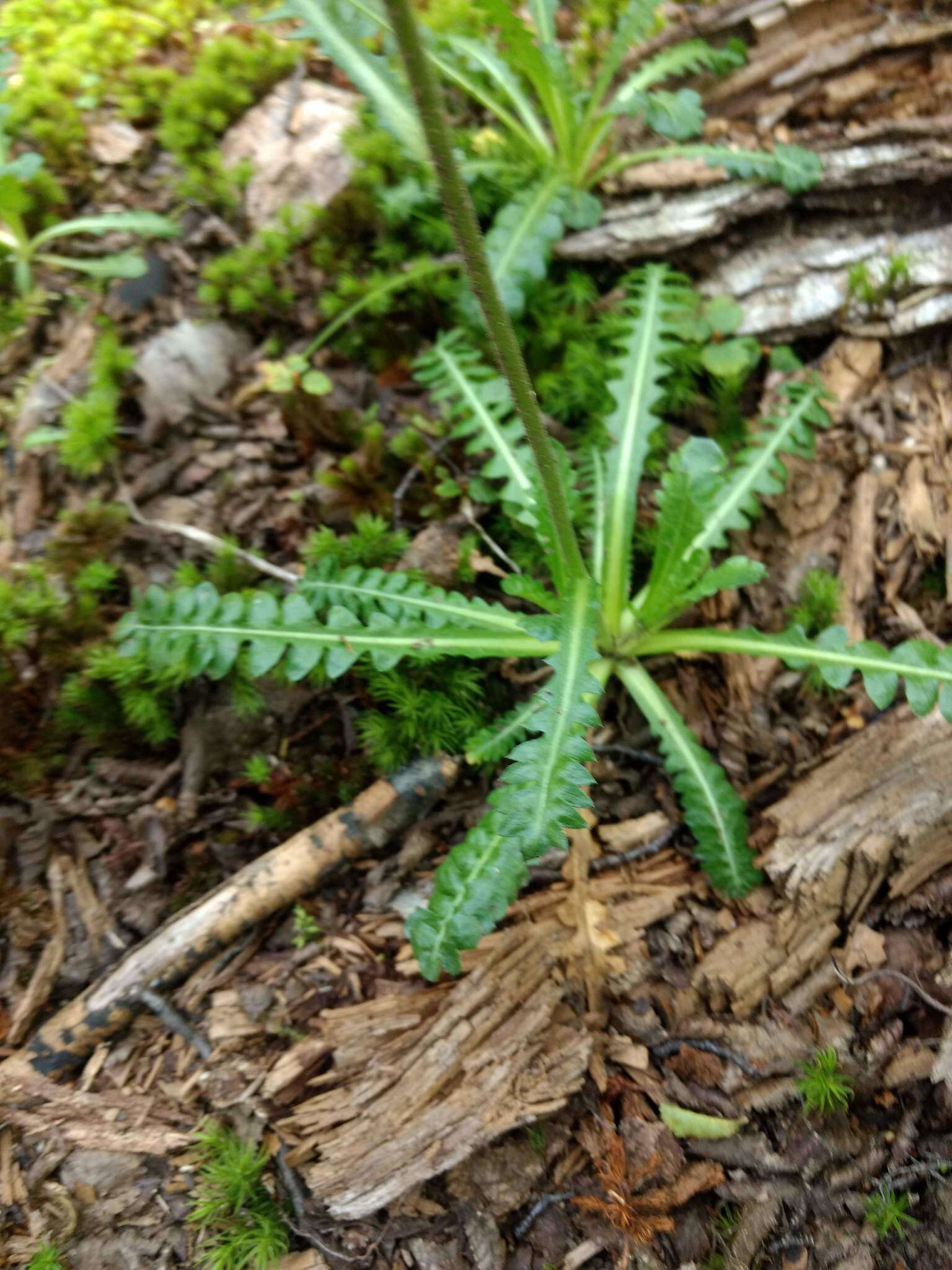 Image of Perezia pedicularidifolia Less.