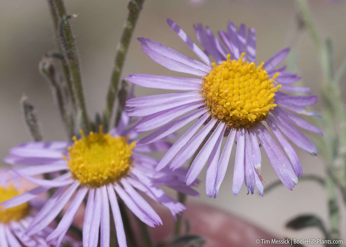 Слика од Erigeron clokeyi var. pinzliae G. L. Nesom