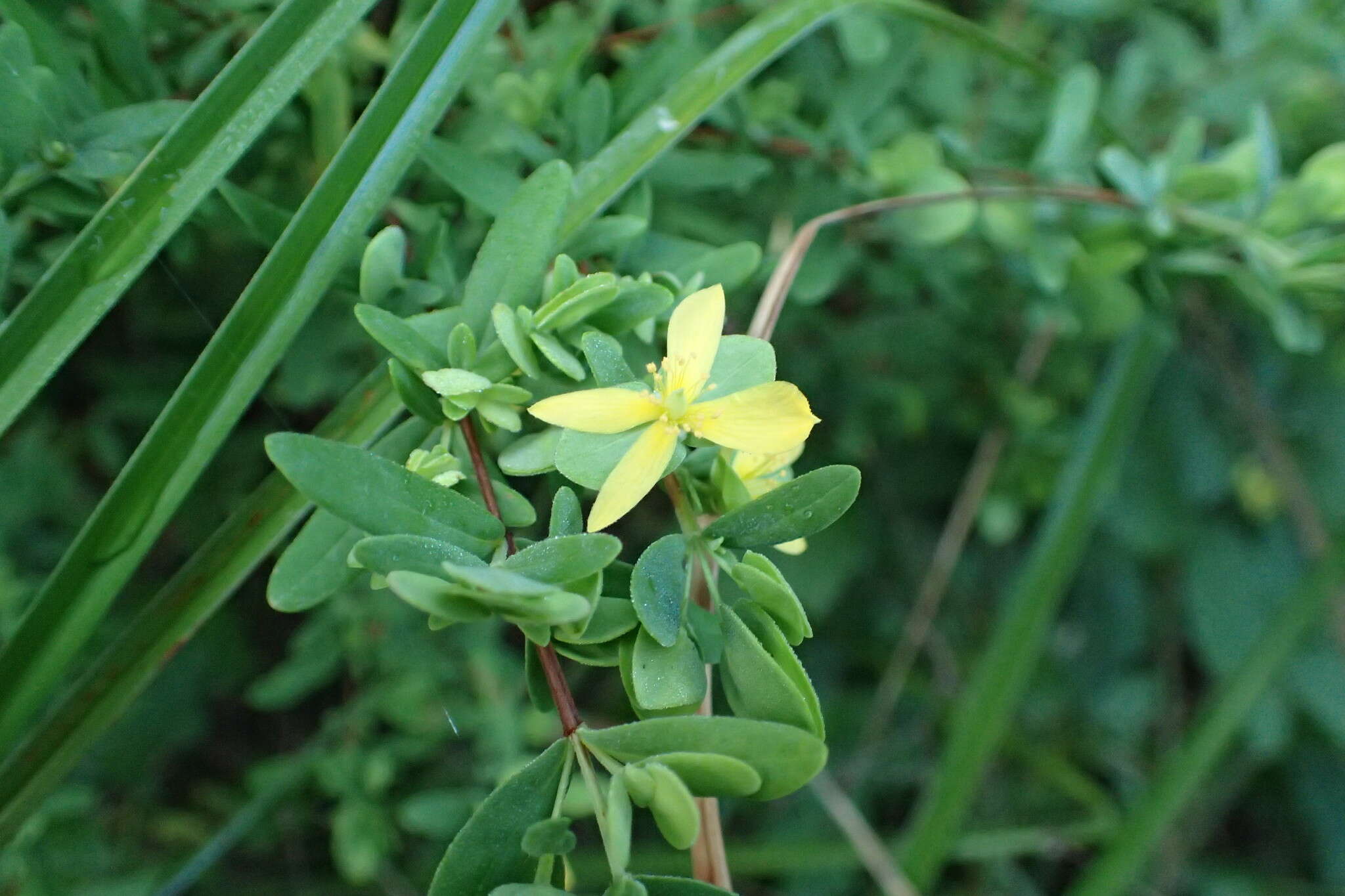 Imagem de Hypericum hypericoides (L.) Crantz