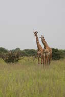 Image of Giraffa camelopardalis tippelskirchi Matschie 1898