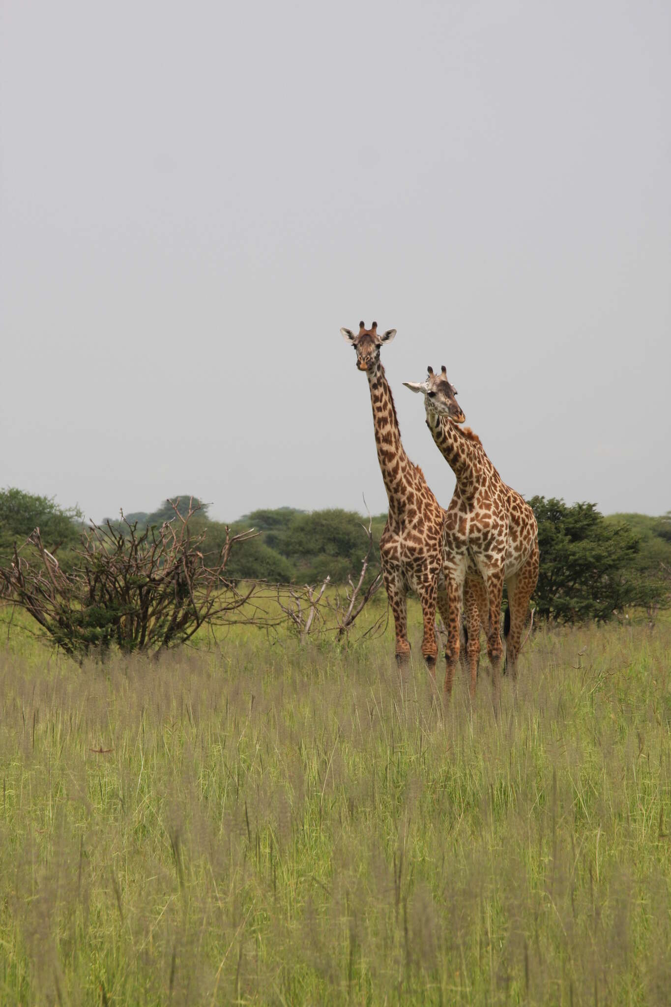 Image of Giraffa camelopardalis tippelskirchi Matschie 1898