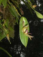 Image de Pleurothallis sarcochila Garay