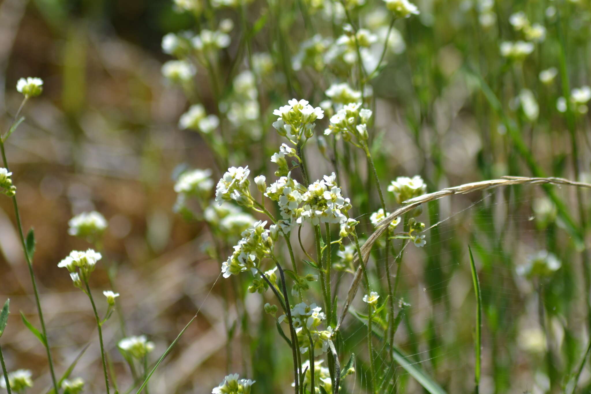 صورة Draba arabisans Michx.