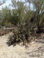 Image de Cylindropuntia californica var. delgadilloana (Rebman & Pinkava) Rebman