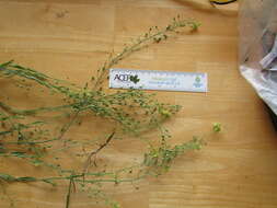 Image of false flax