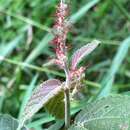 Imagem de Acalypha adenostachya Müll. Arg.