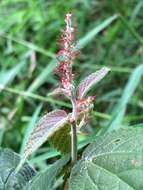 Acalypha adenostachya Müll. Arg. resmi