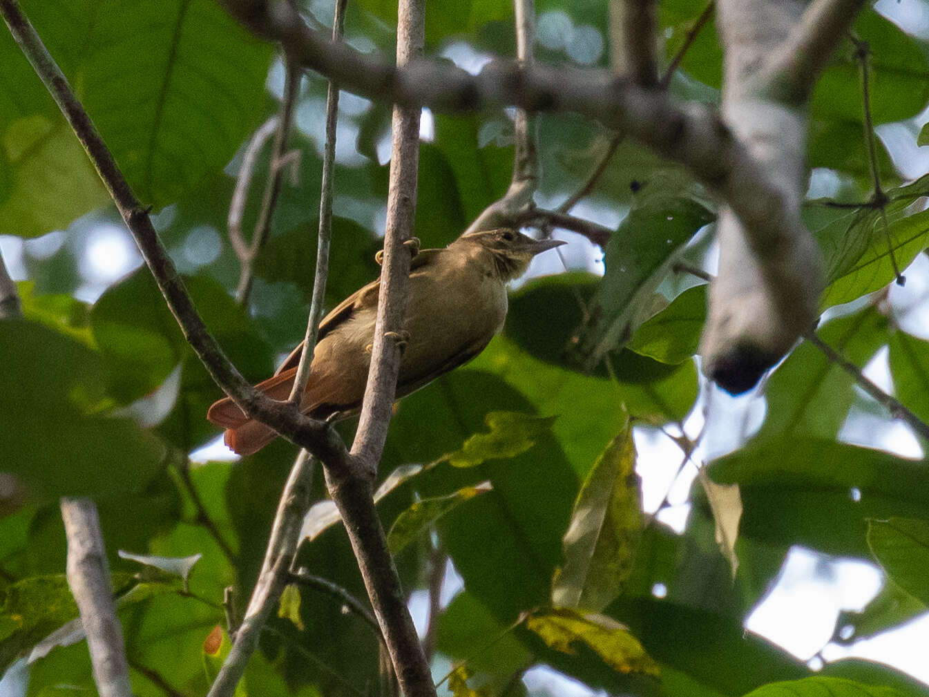 Image of Rufous-rumped Foliage-gleaner