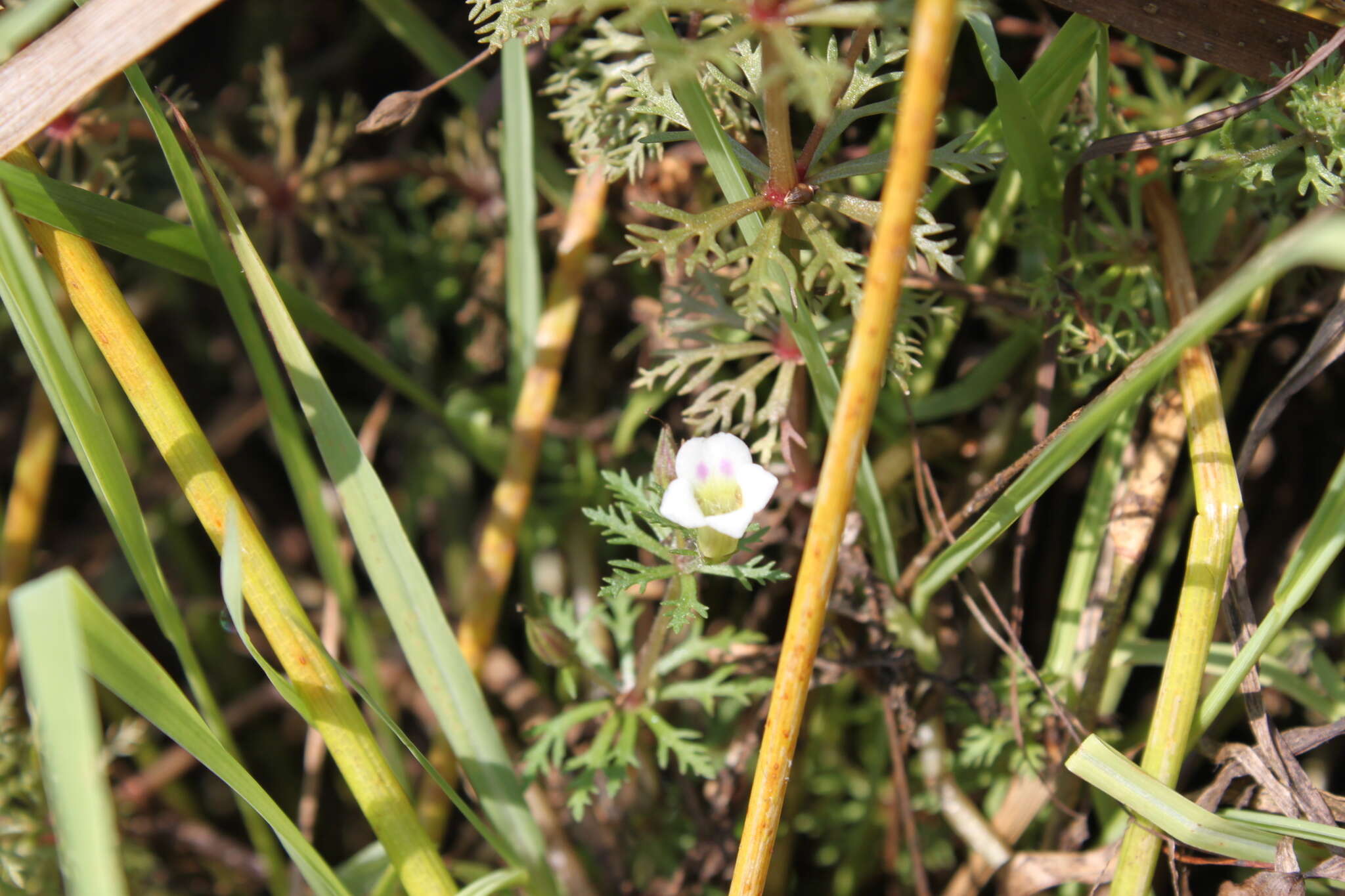 Image of Limnophila ceratophylloides (Hiern) Skan