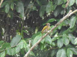 Image of Green-backed Woodpecker