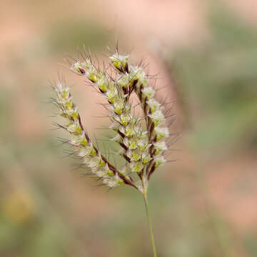 Image of Oxychloris scariosa (F. Muell.) Lazarides