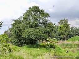 Image of Andean Alder