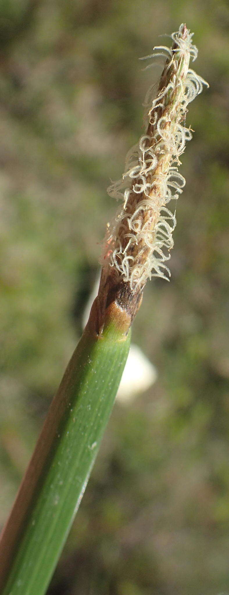 Imagem de Eleocharis limosa (Schrad.) Schult.