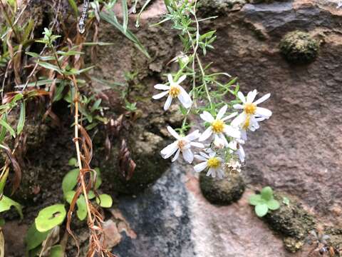 Image of Welsh's aster