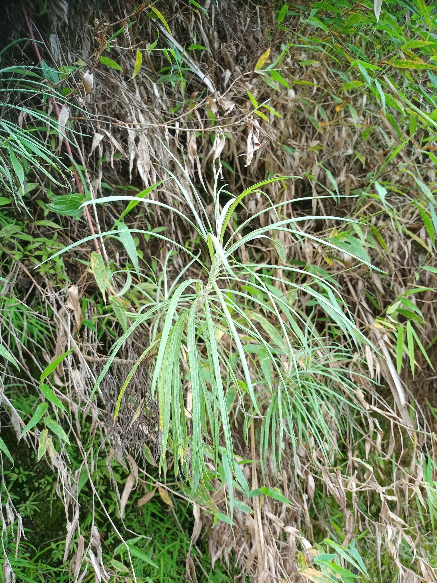 Imagem de Anaphalis longifolia (BI.) DC.