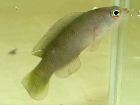 Image de Pseudochromis cyanotaenia Bleeker 1857