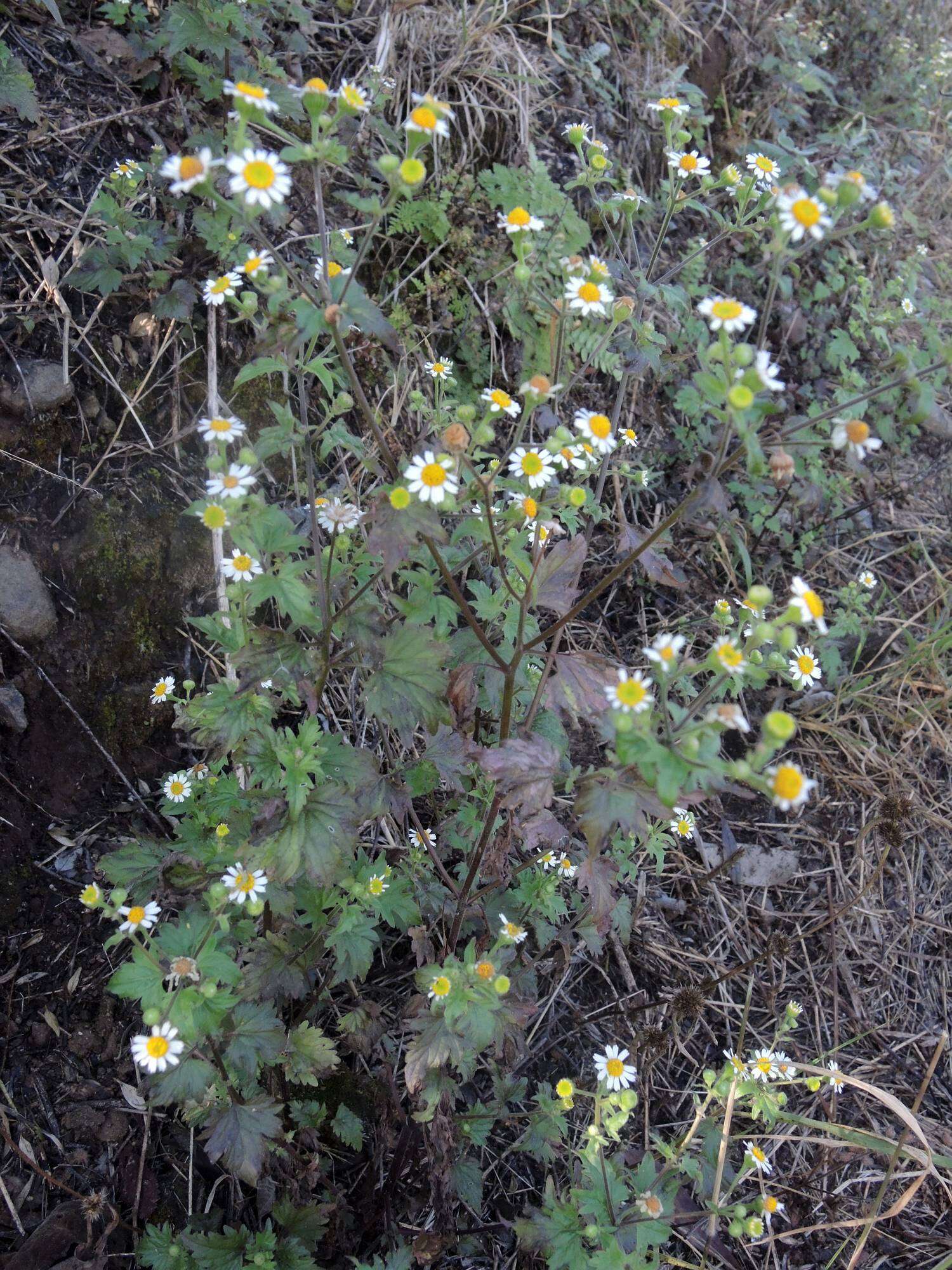 Image of shortray rockdaisy