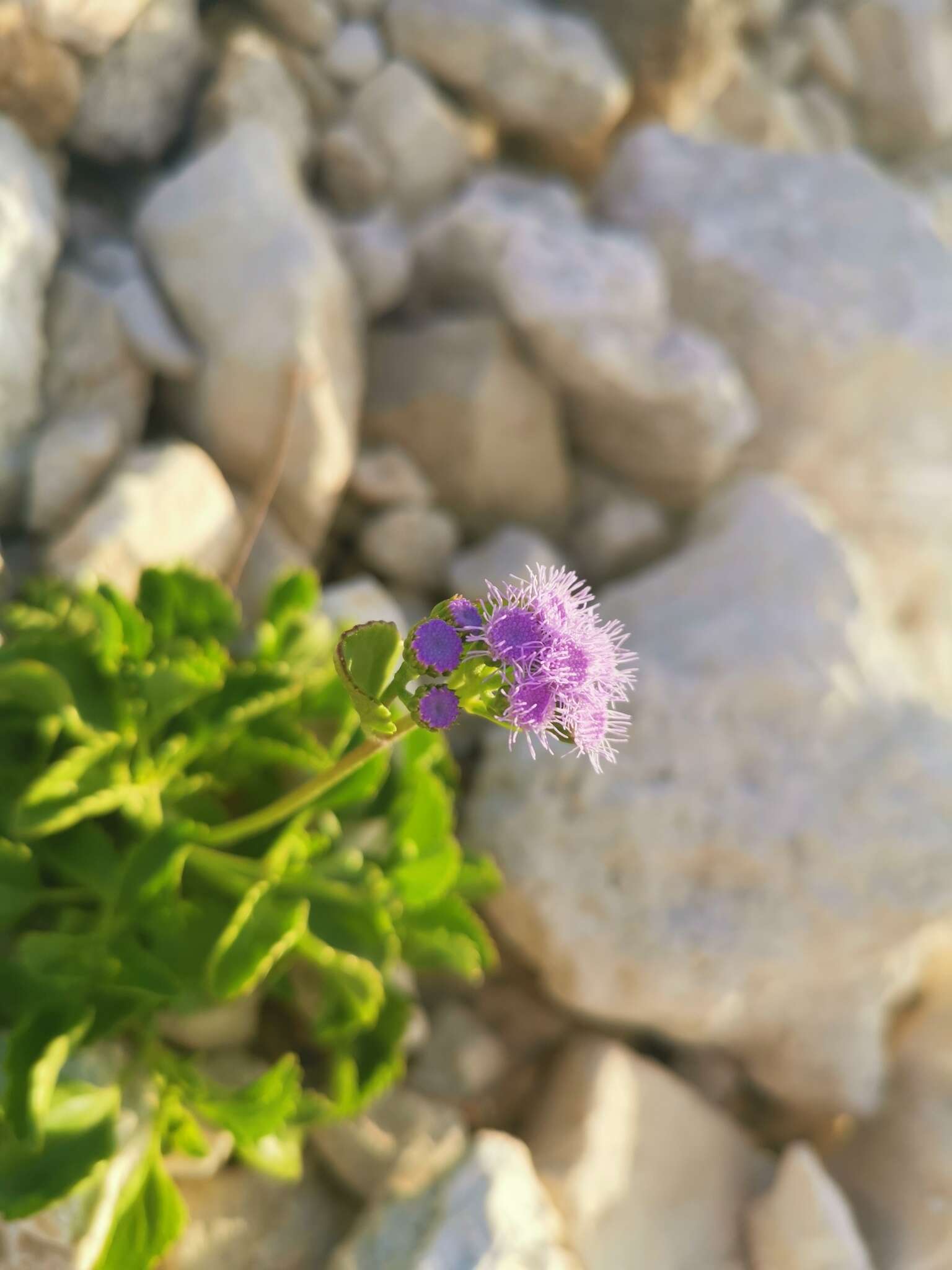 Imagem de Ageratum maritimum Kunth