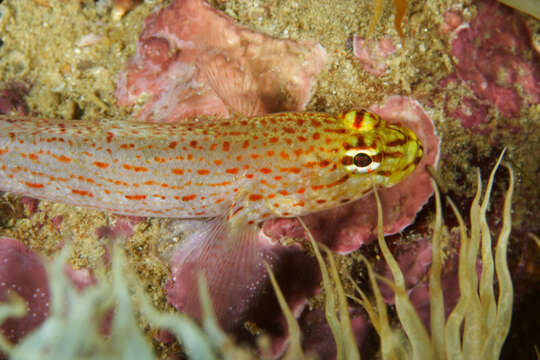 Image of Golden Goby