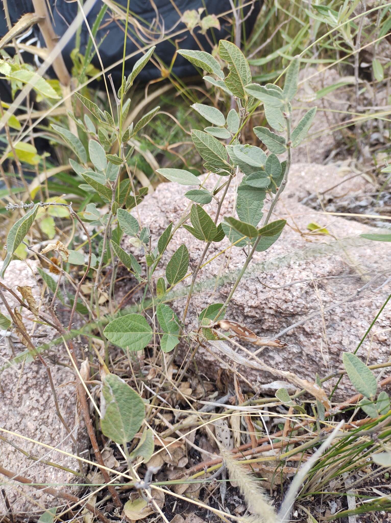 Image of Rhynchosia diversifolia Micheli