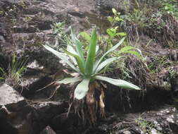 Image of Agave inaequidens subsp. barrancensis Gentry