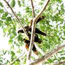 Image of Brown Lory