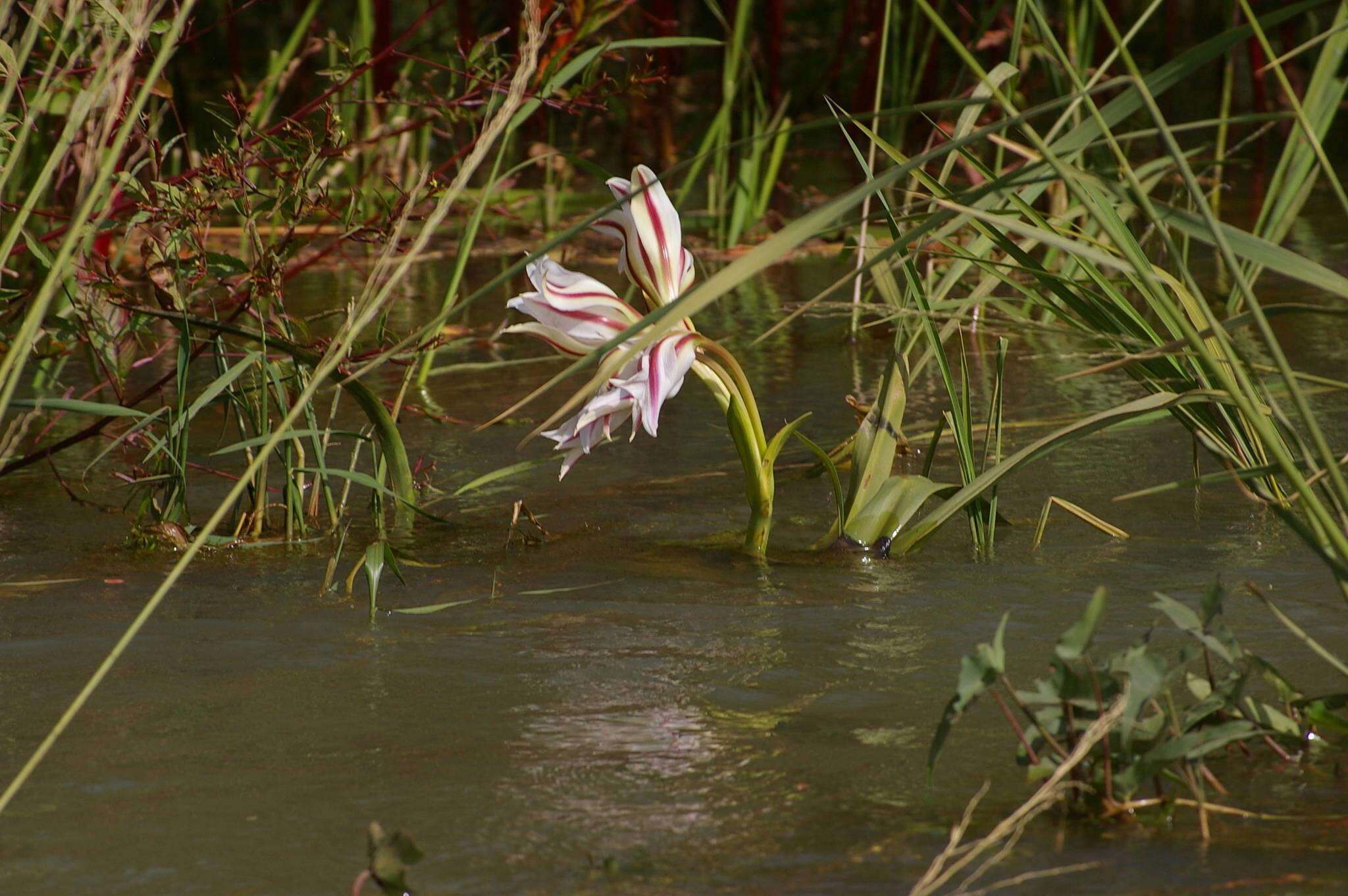 Crinum ornatum (Aiton) Herb. resmi