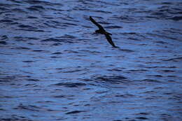 Image of Flesh-footed Shearwater