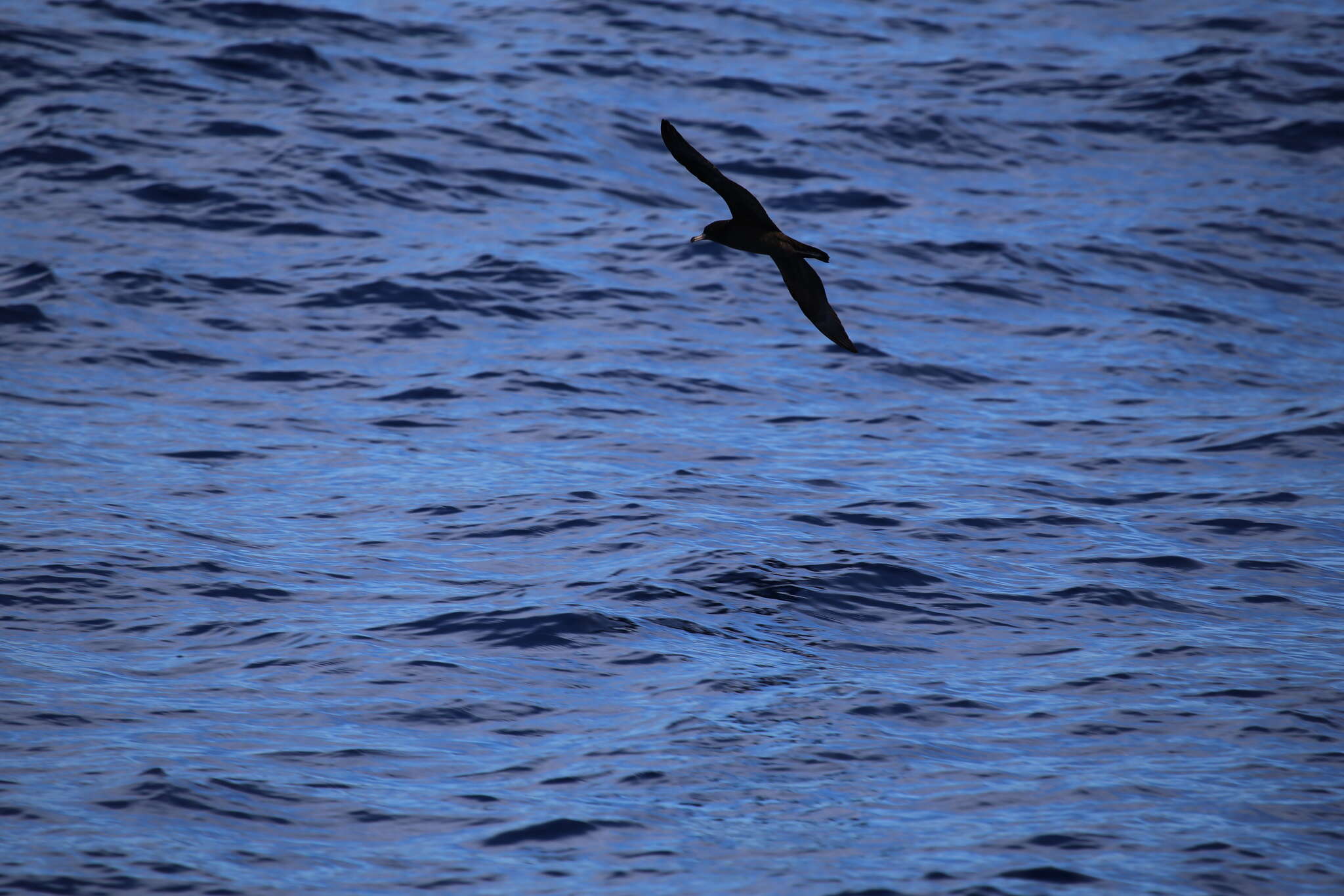 Image of Flesh-footed Shearwater