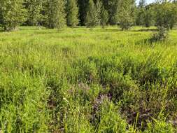 Слика од <i>Oxytropis campestris</i> var. <i>davisii</i> S. L. Welsh