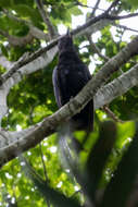 Image of Black Cuckoo