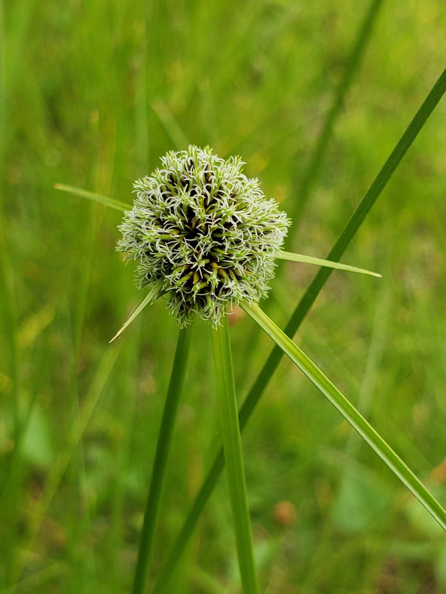 Слика од Karinia mexicana (C. B. Clarke ex Britton) Reznicek & McVaugh