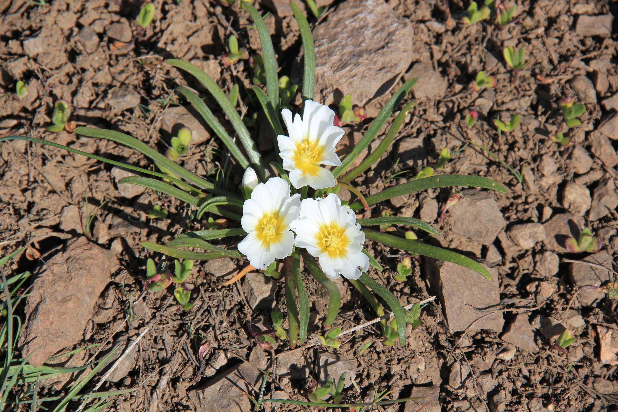 Слика од Calandrinia affinis Gill. ex Arn.