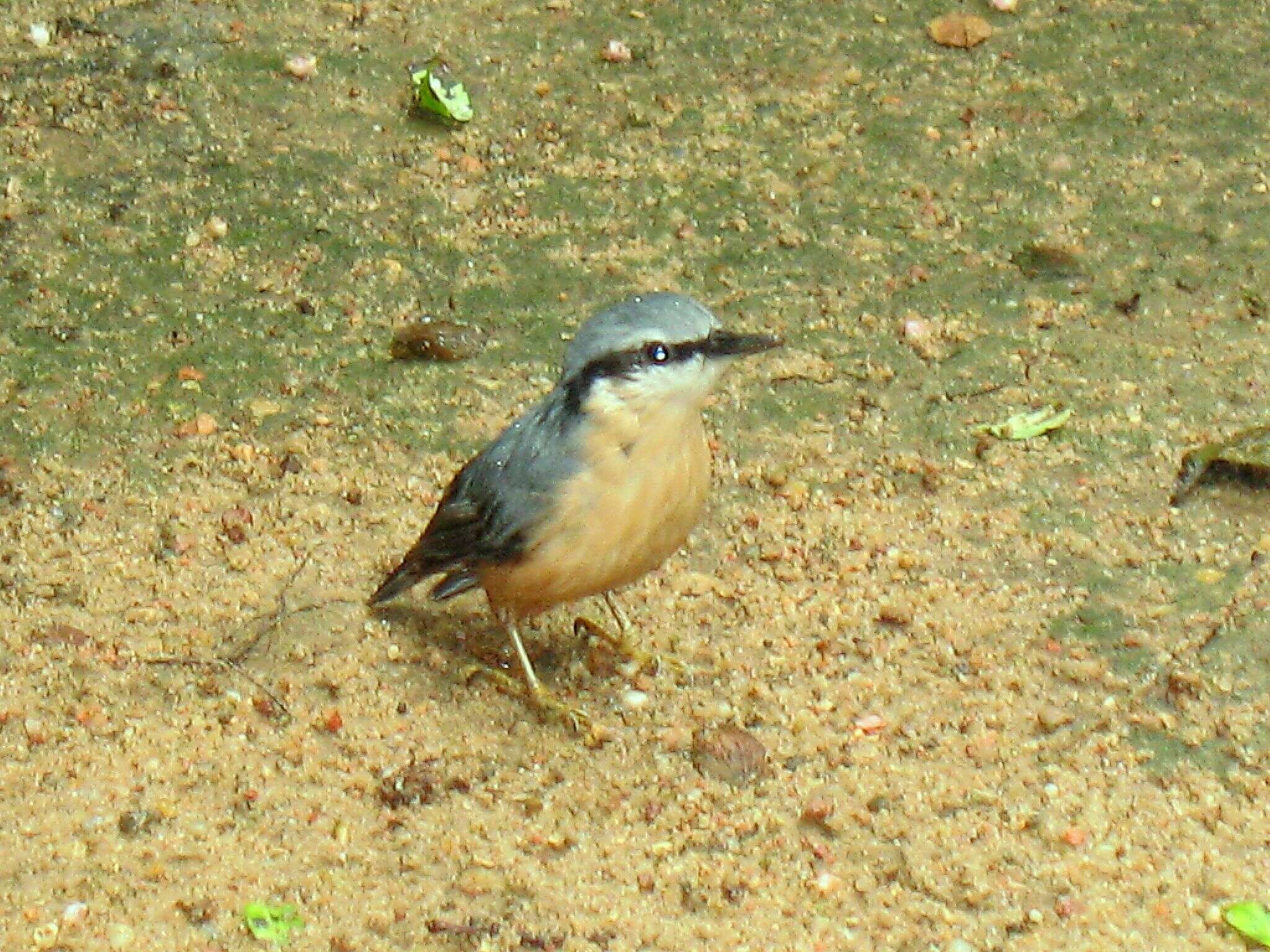 Image of Eurasian Nuthatch