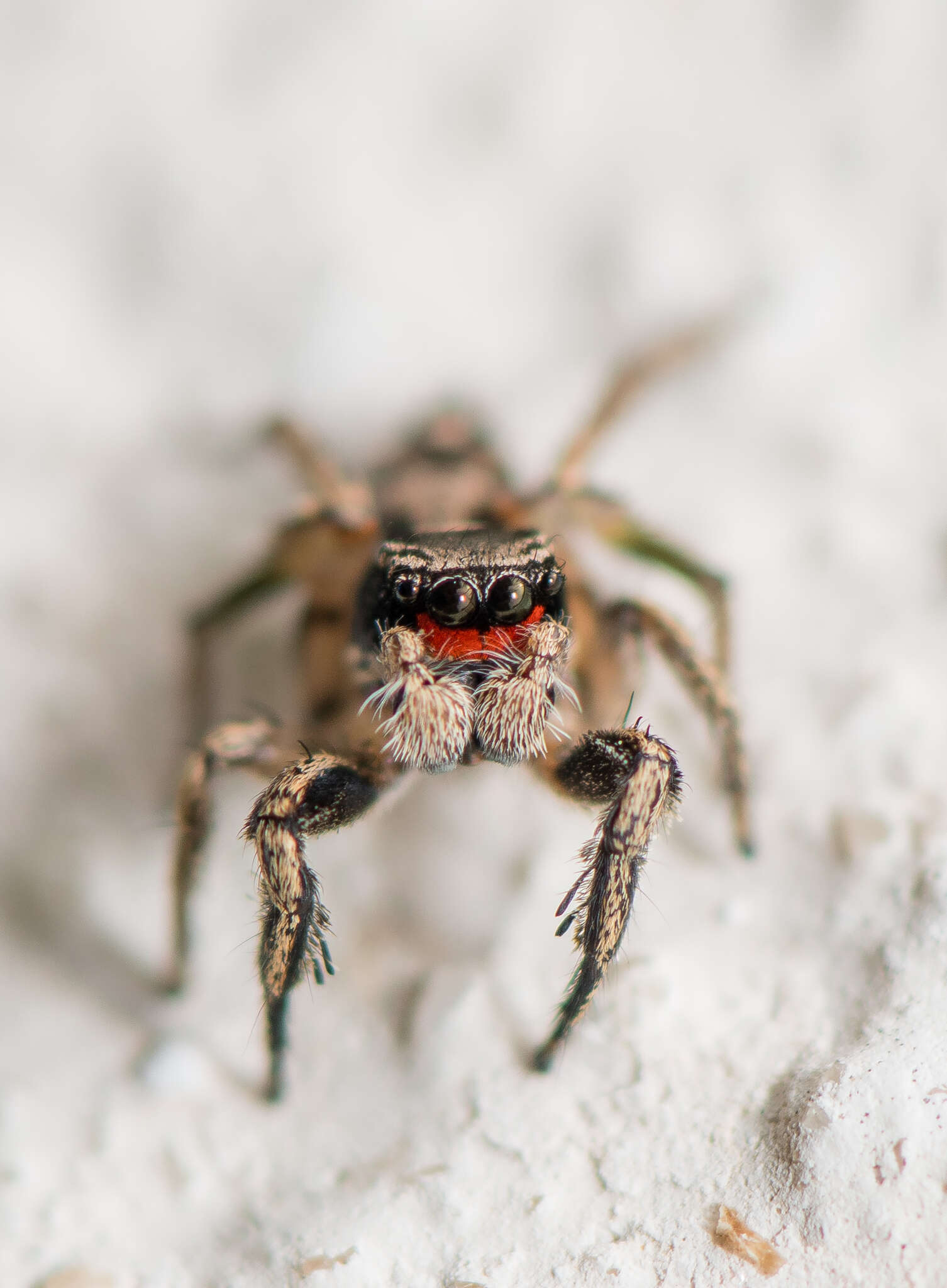 Image of Habronattus coecatus (Hentz 1846)