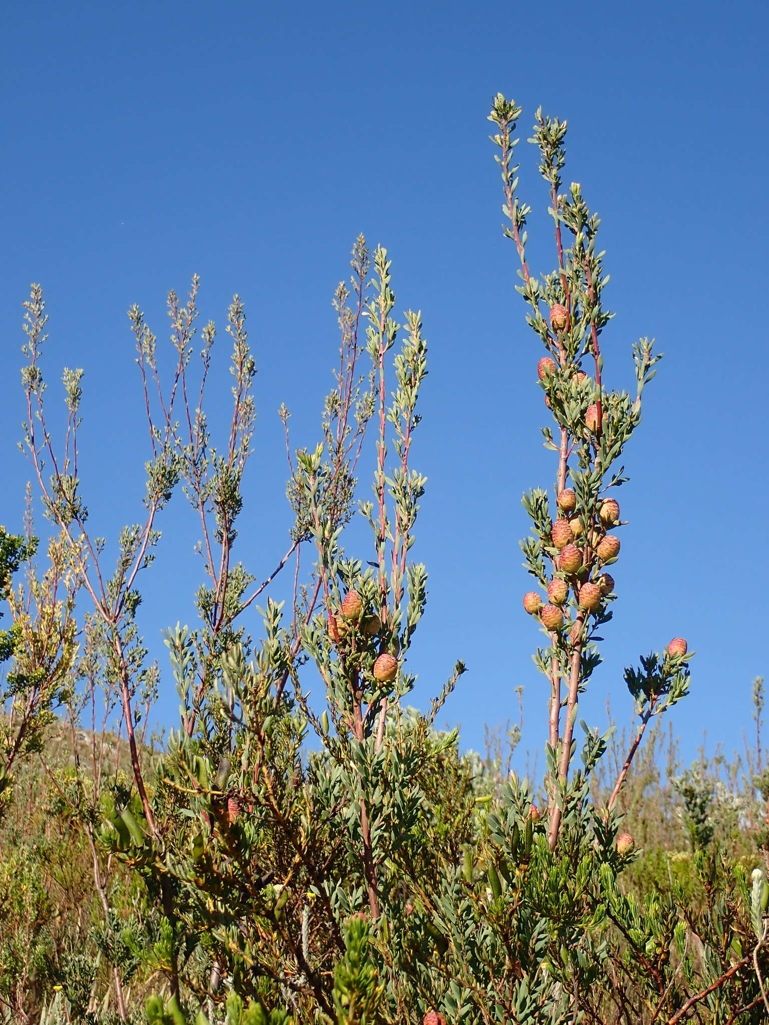 Image of Leucadendron rourkei I. J. M. Williams