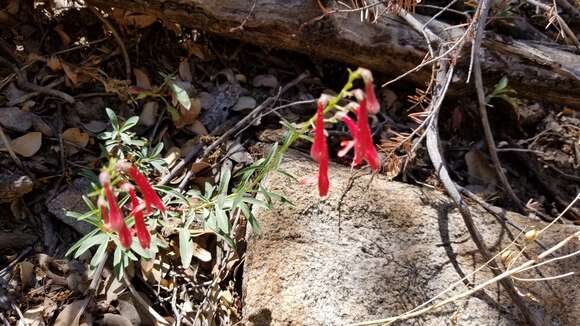 Слика од Penstemon rostriflorus Kellogg