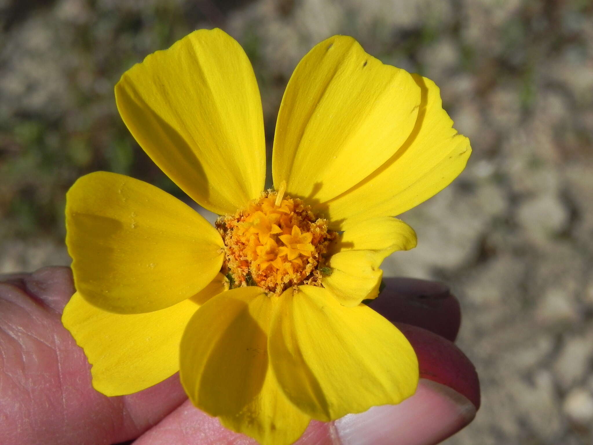 Image of leafstem tickseed