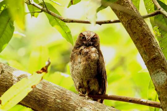 Image of Elegant Scops Owl